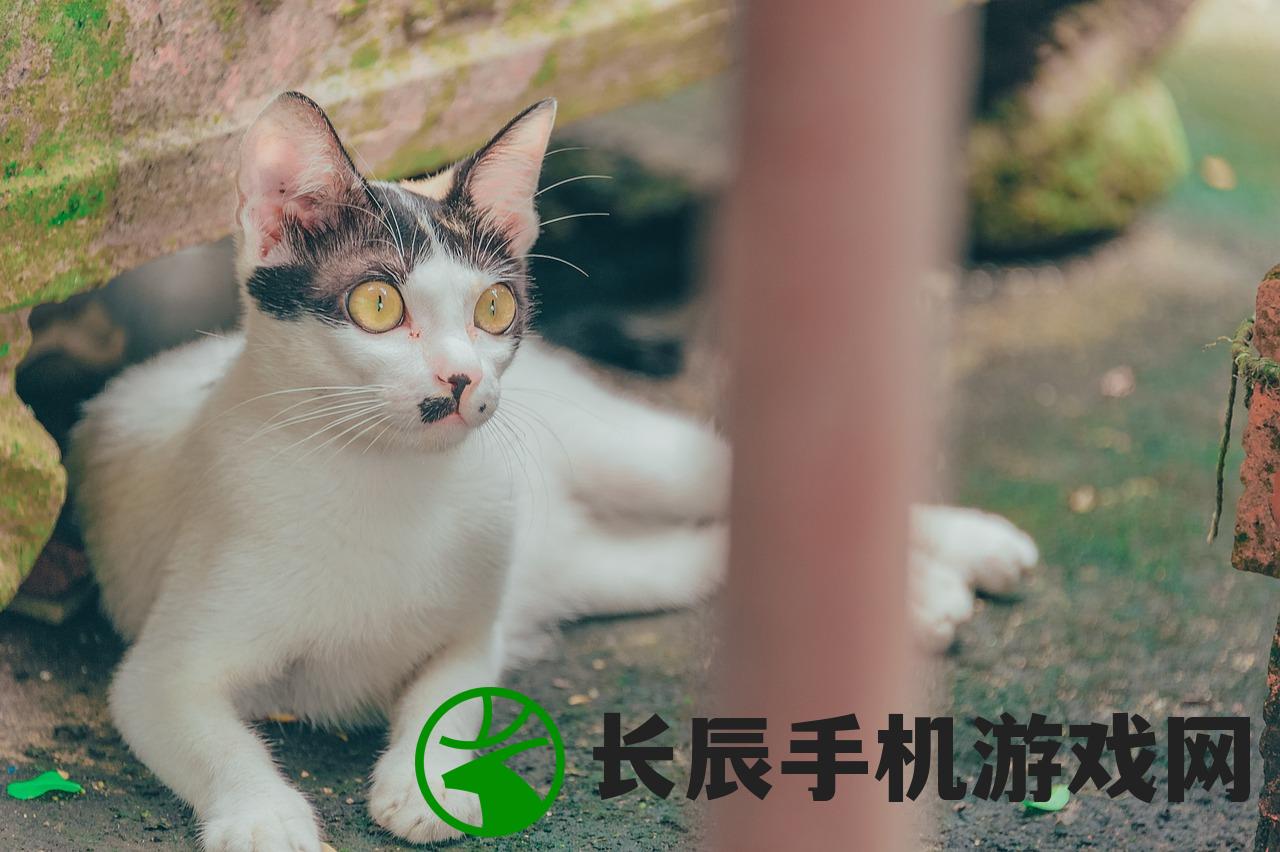 (猫咖啡店百科)猫咖啡店官方版：专属猫咖啡店体验，尽情品味猫的魅力