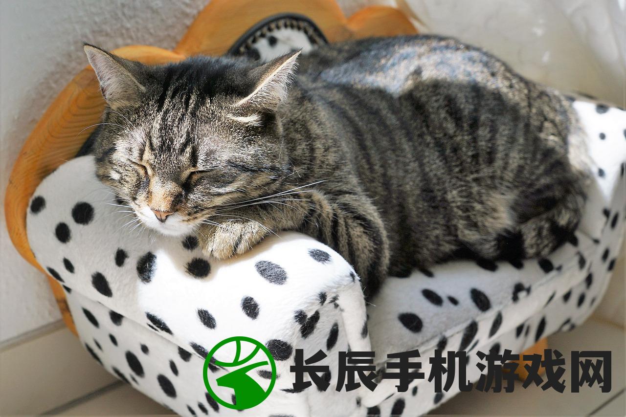 (猫小院大猫)小猫咪小院小峰小志：都是一家人吗？